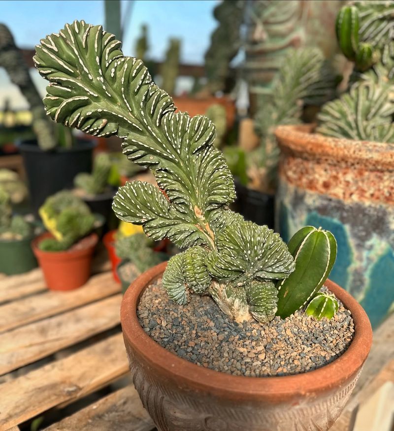 Kalanchoe Thyrsiflora