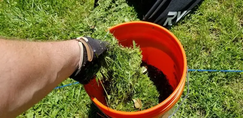 Grass Clipping Tea