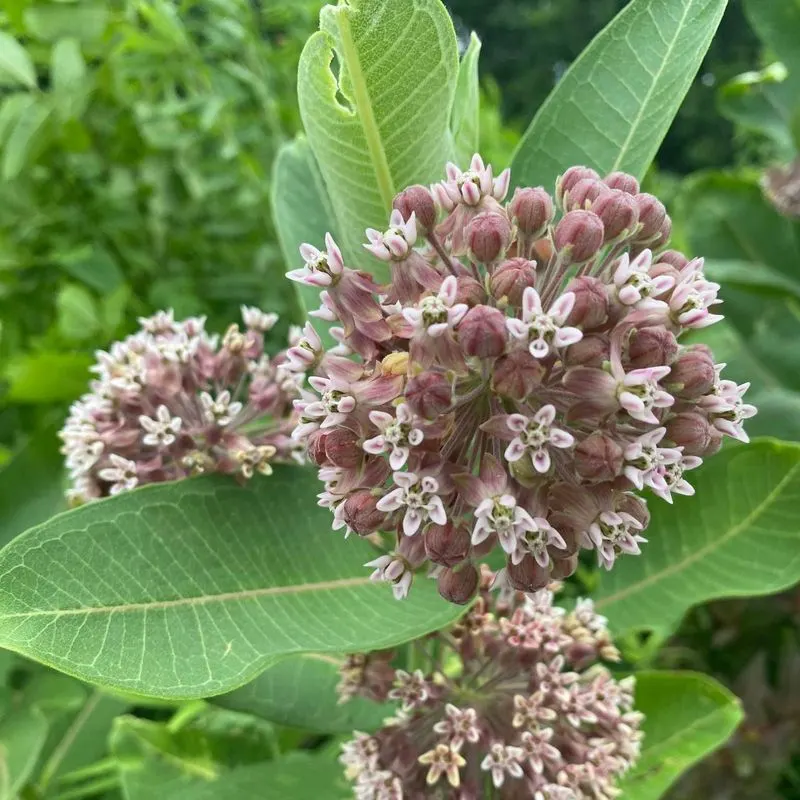 Common Milkweed (Asclepias syriaca)