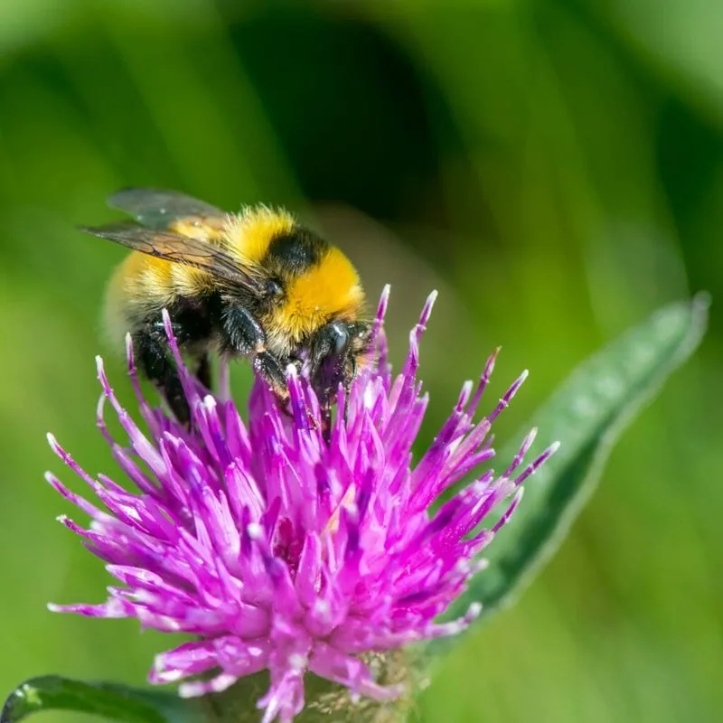 Great Yellow Bumblebee