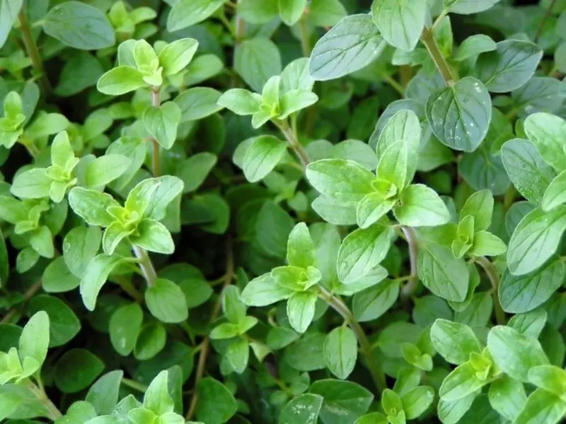 Greek Oregano