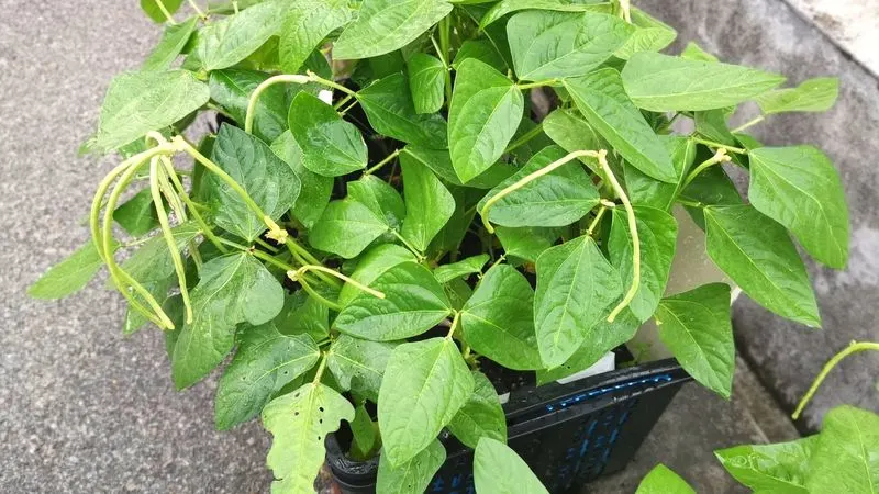 Green Beans