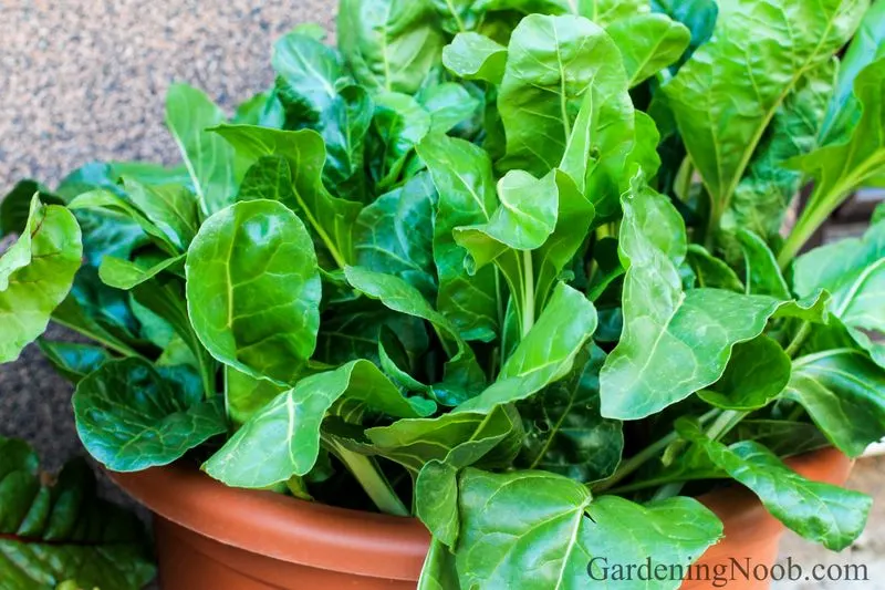 Chard