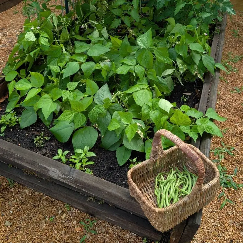 Green Beans