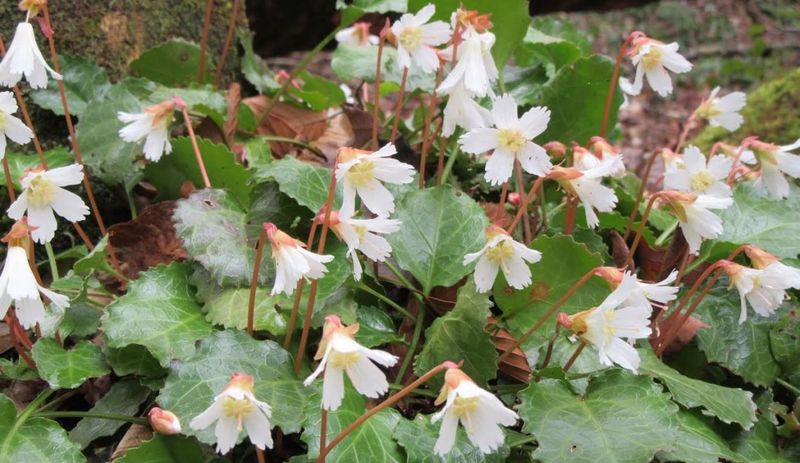 Oconee Bells