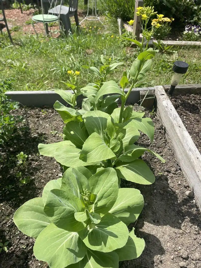 Bok Choy