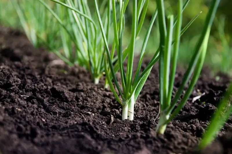 Green Onions