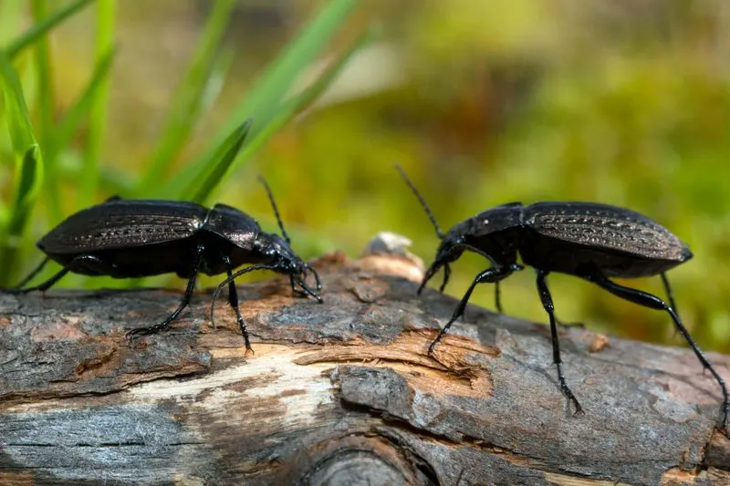 Ground Beetles