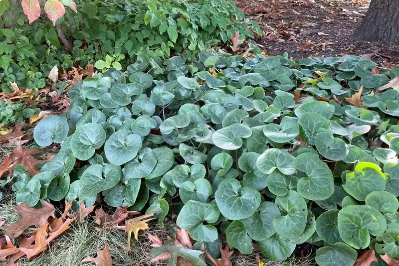 Groundcover Plants