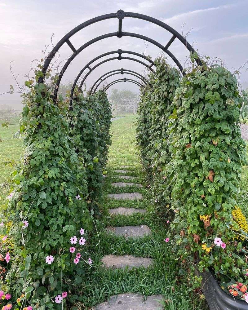 Grow Climbing Vines
