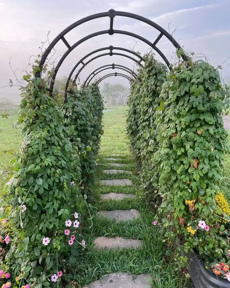 Grow Climbing Vines