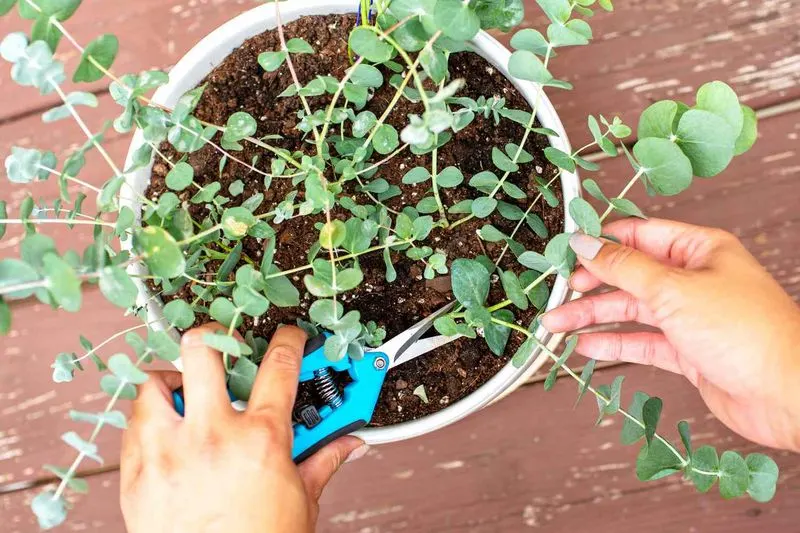 Grow Eucalyptus
