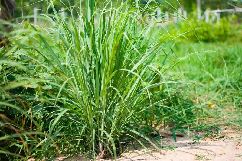 Grow Lemongrass