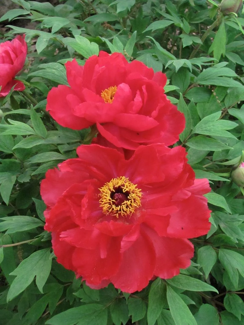 Peonies in Literature