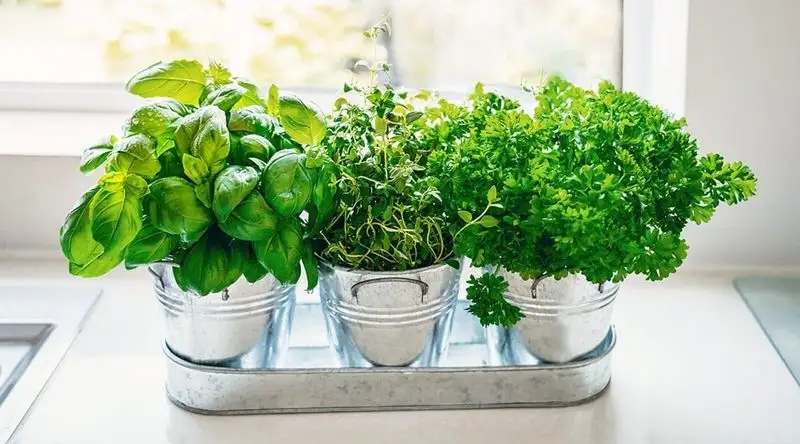 Growing Herbs Indoors