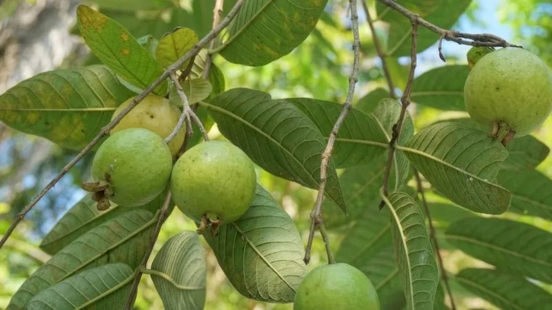 Guava