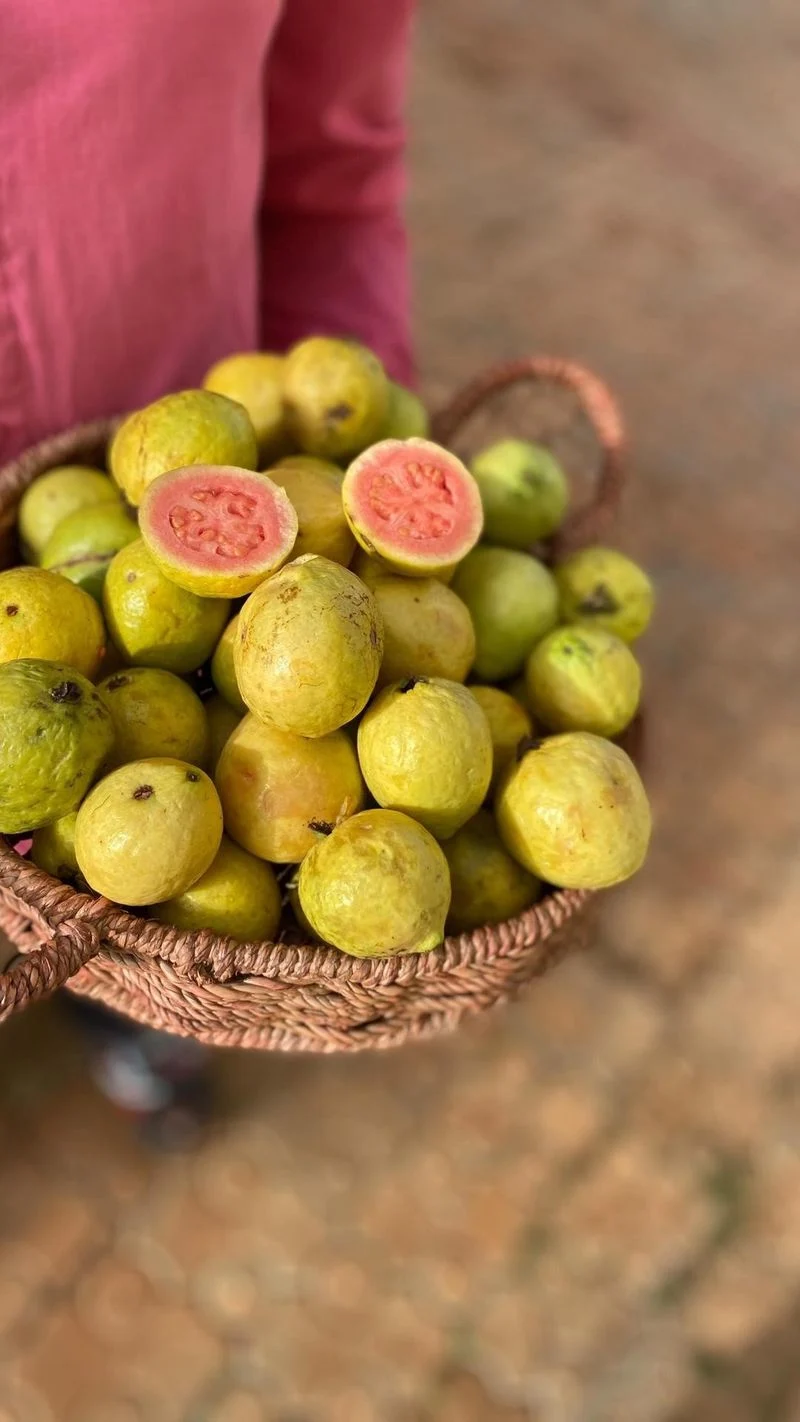 Guava