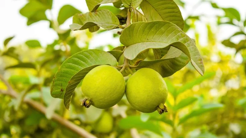 Guava