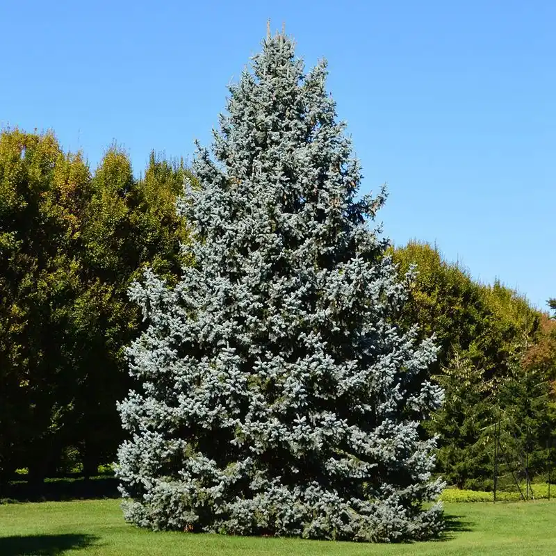 Spruce Tree