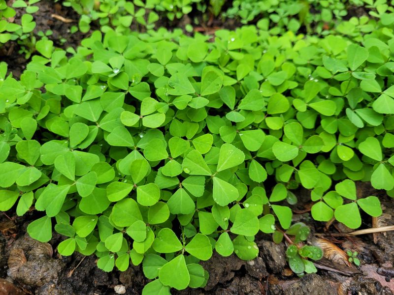 Fenugreek
