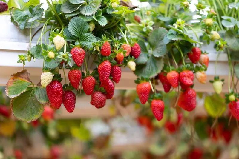 Hanging Baskets