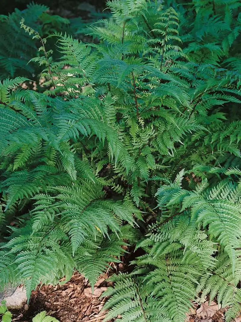 Hanging Fern Bower