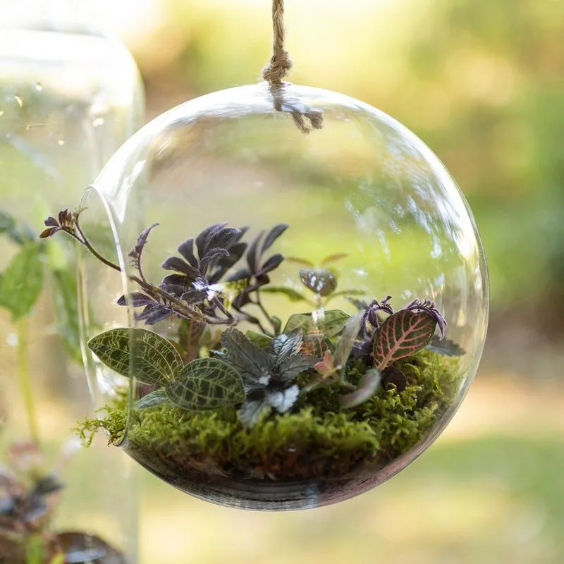 Hanging Glass Terrariums