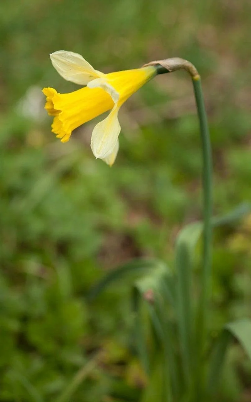 Downward Daffodil