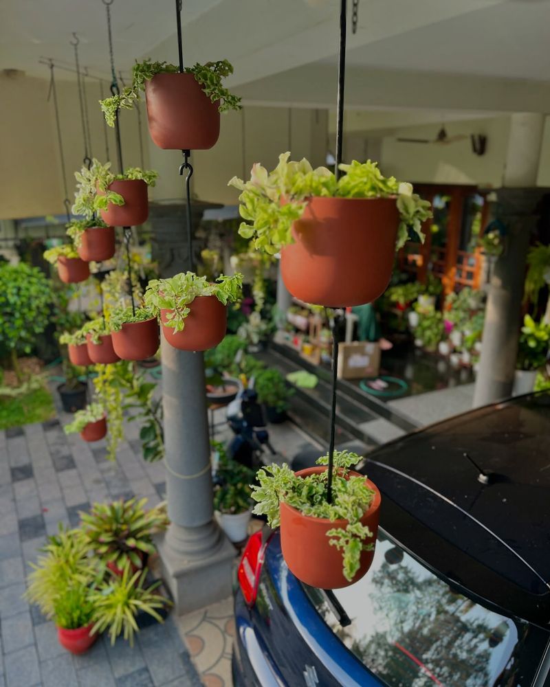 Hanging Planters