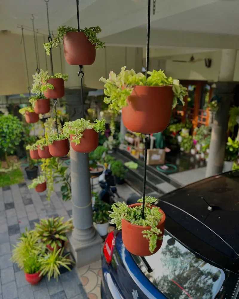 Hanging Planters