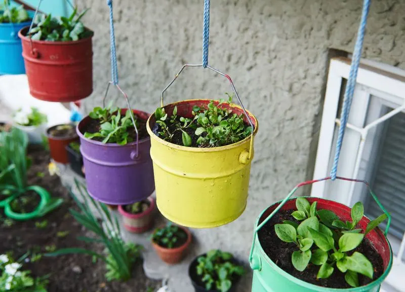 Hanging Vegetable Garden