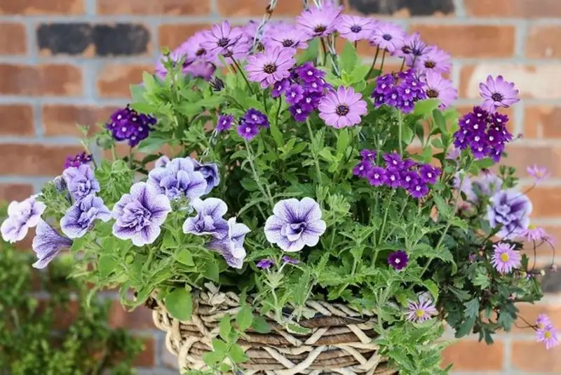 Hanging Verbena