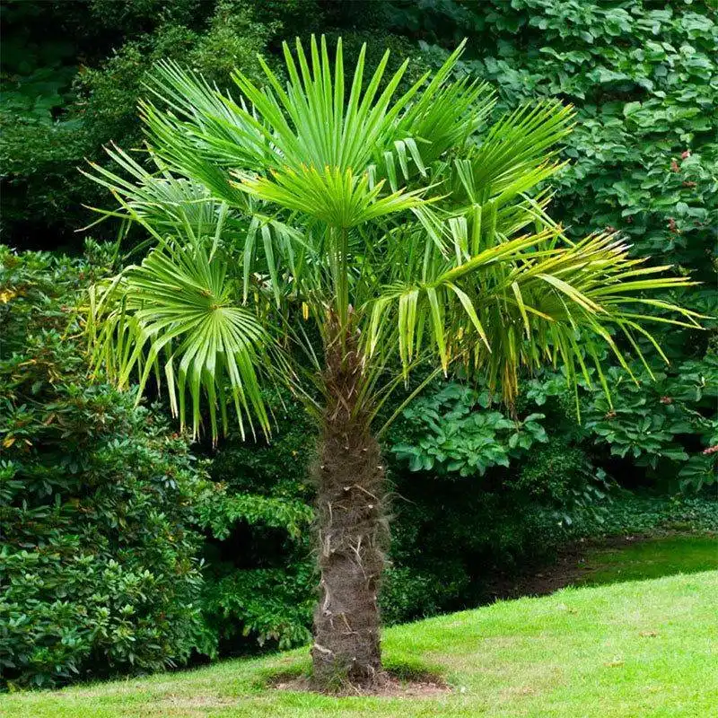 Hardy Palm (Trachycarpus fortunei)
