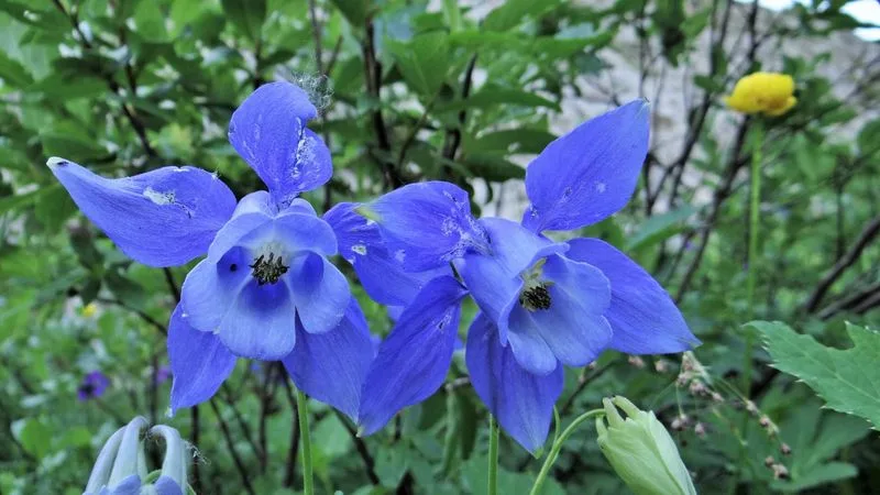 Alpine Columbine