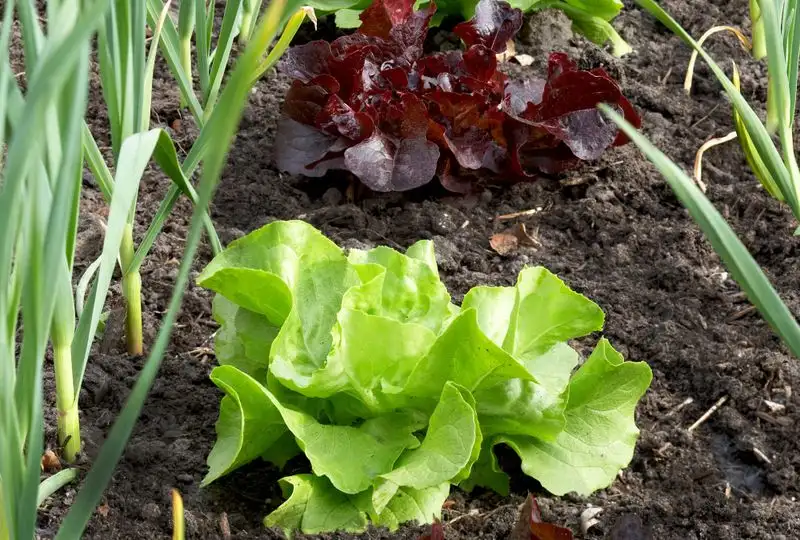 Companion Planting