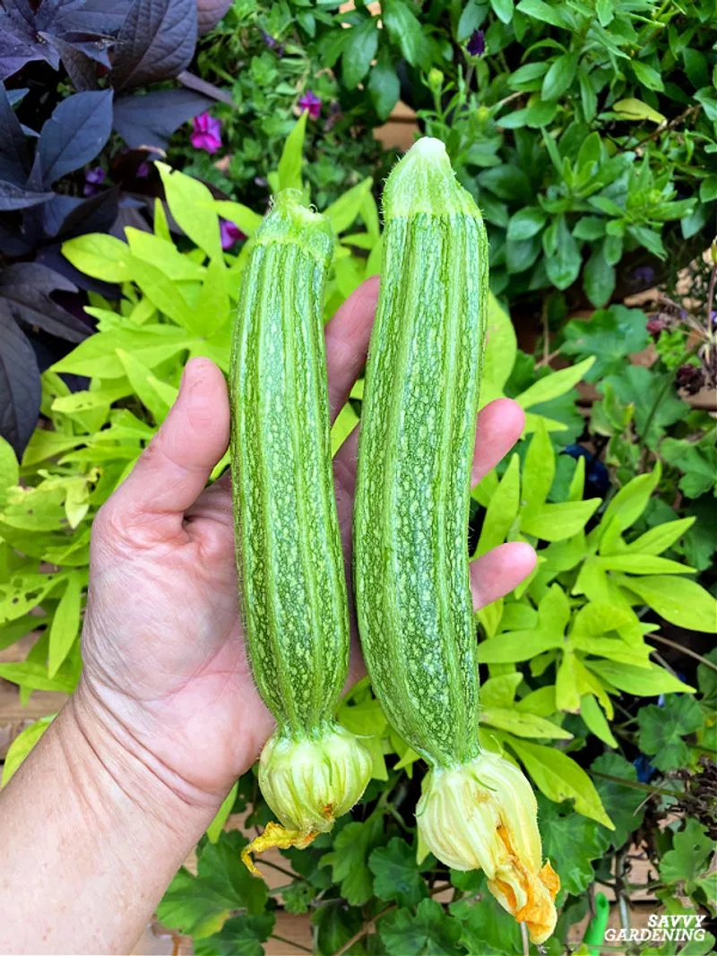 Harvest at the Right Time