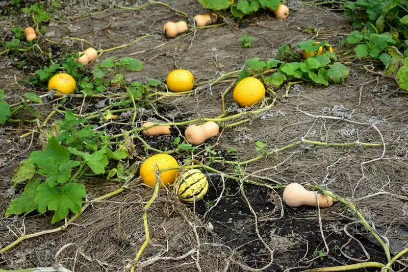 Harvest at the Right Time