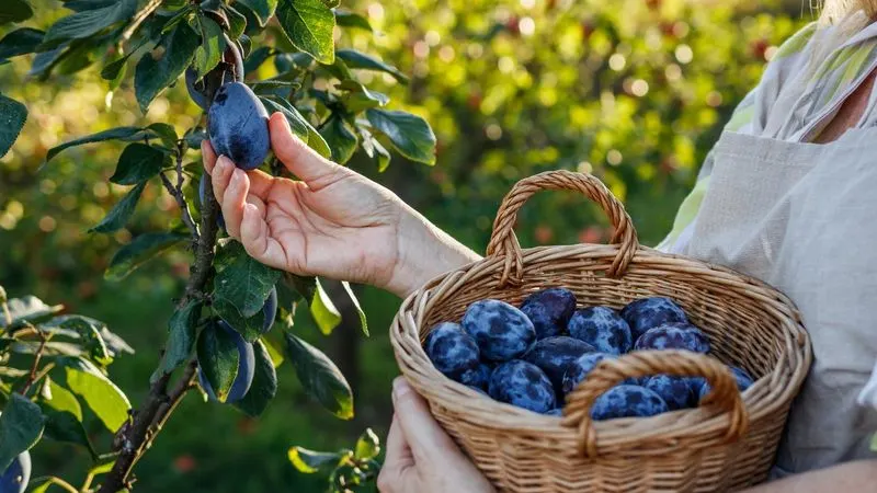 Harvest at the Right Time