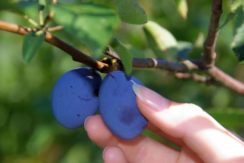 Harvest the Fruit