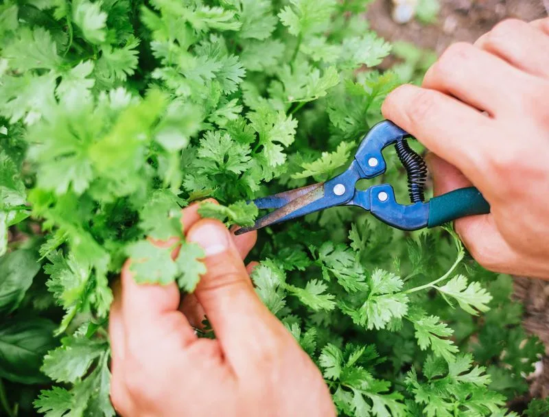 Harvesting Best Practices