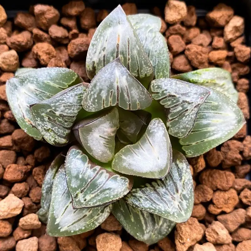 Haworthia