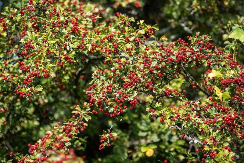 Hawthorn