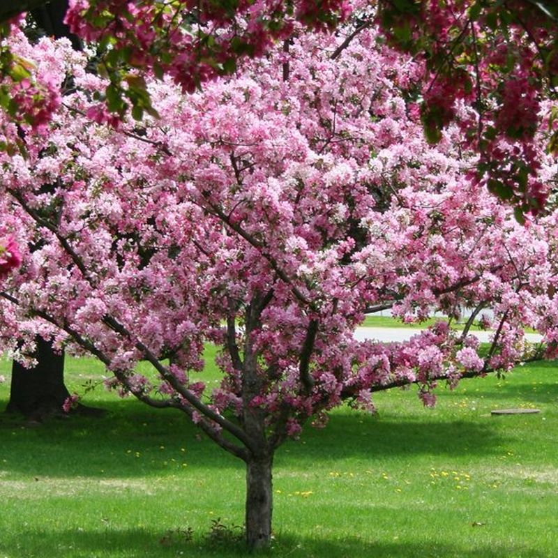 Crabapple