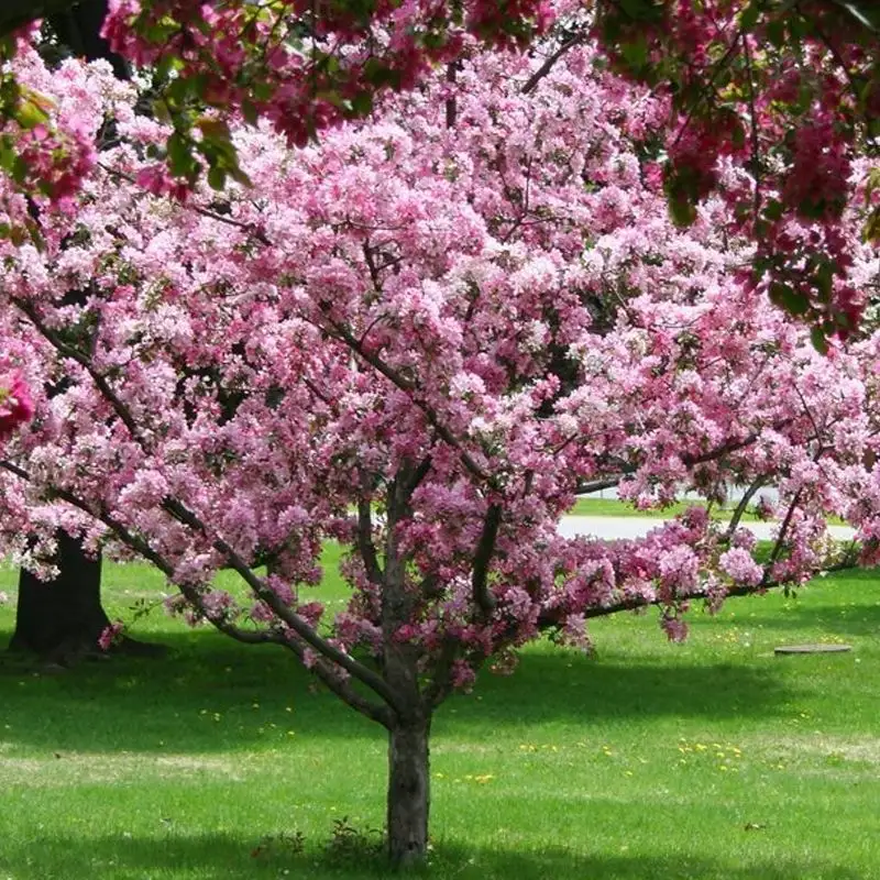 Crabapple