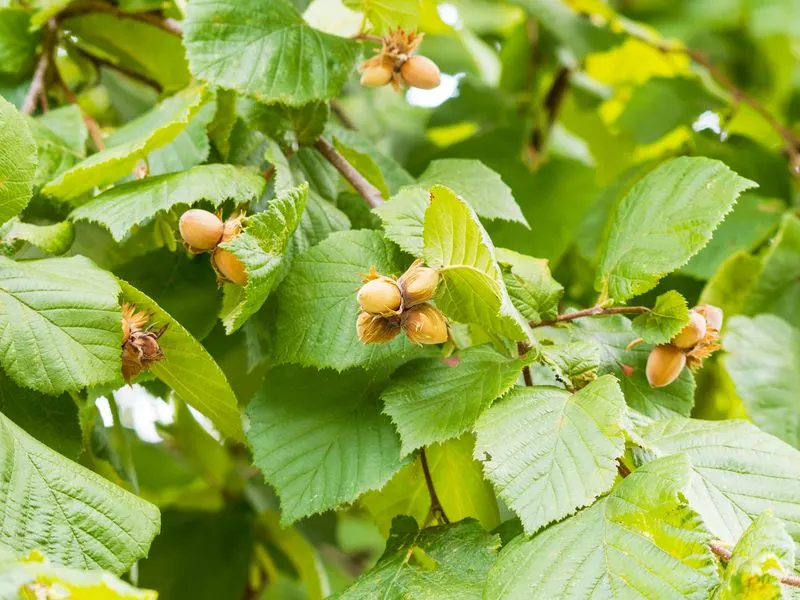 Hazelnut Tree