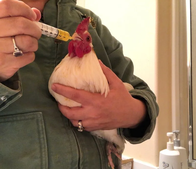 Health and Veterinary Care