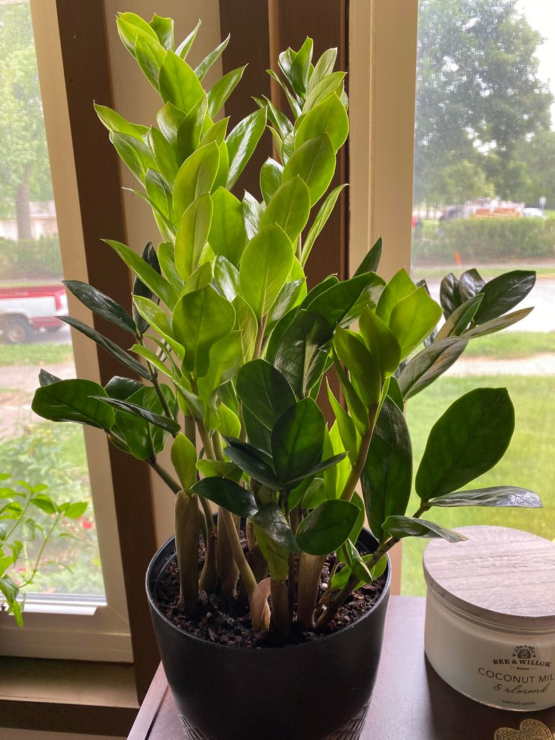 New Shoots and Leaves