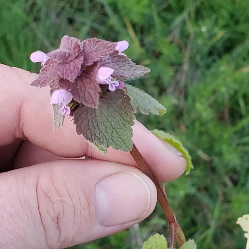 Heart-shaped Leaves