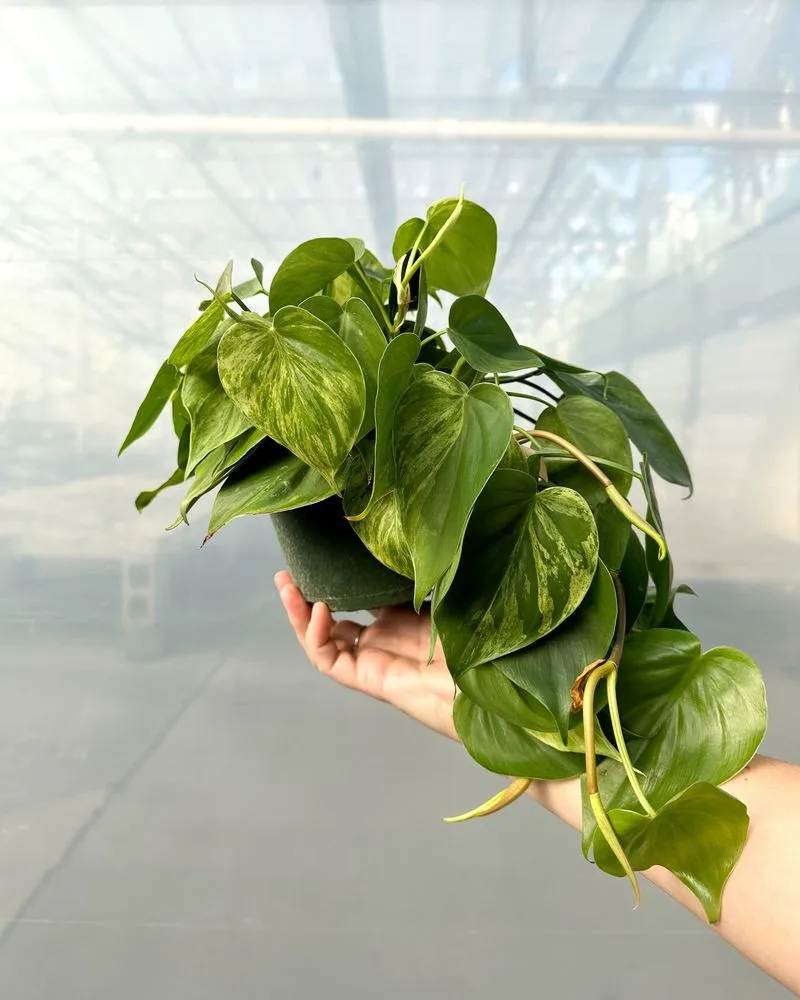 Heartleaf Philodendron