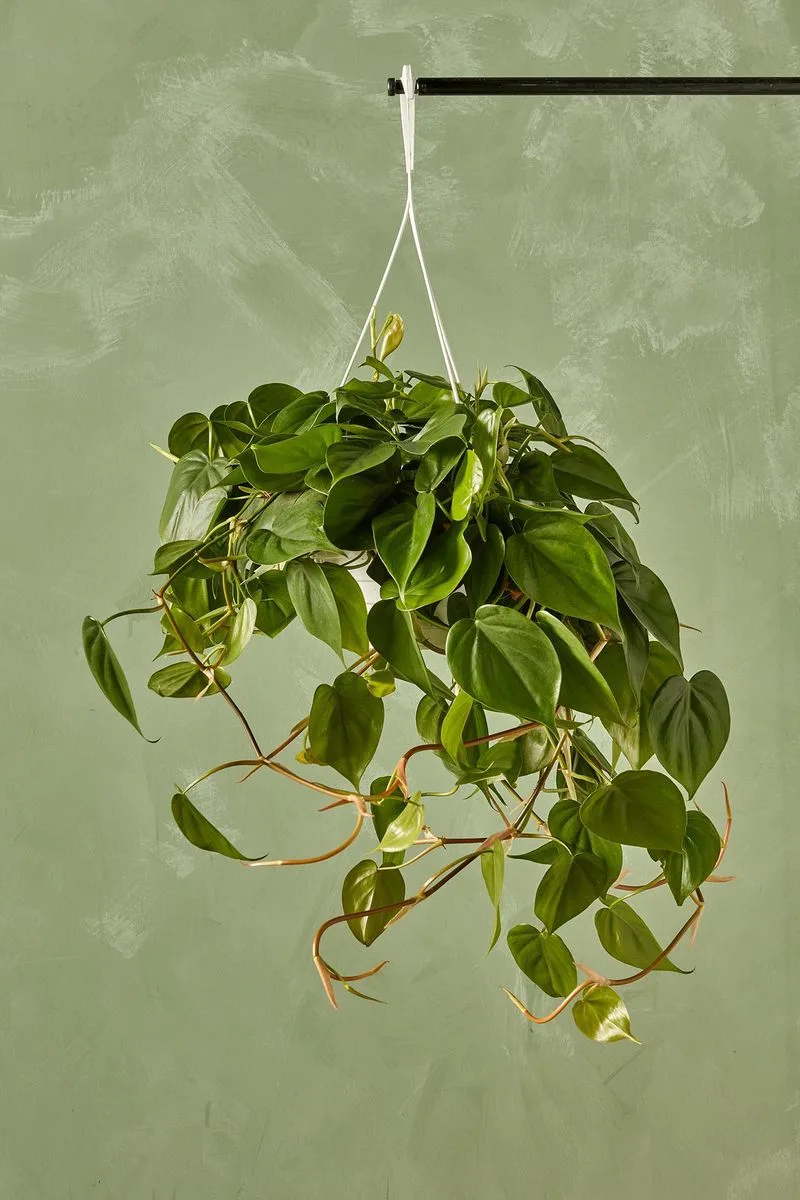 Heartleaf Philodendron